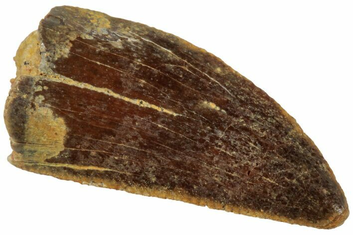 Serrated, Raptor Tooth - Real Dinosaur Tooth #224175